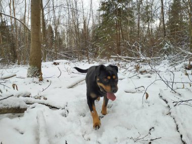 Kara köpek dili dışarıda ormanda koşar. Karlı bir ormanda yürüyen bir köpek. Kışın doğal şartlarda gezen hayvanlar..