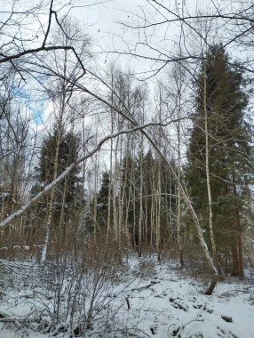 Kış huş ağacı ormanının arka planında uzun yeşil köknar ağaçlarının olduğu yerde genç ağaçlar var..