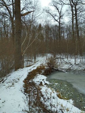 Manzara. Soğuk bir kış ormanında dere kenarında küçük bir baraj. Gölette uzun, dar bir baraj..