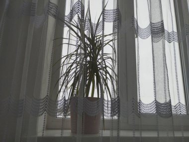 Beyaz bir tülün arkasındaki pencere pervazında yeşil bir bitki olan bir saksı. Beyaz bir pencerenin pencere eşiğinde bir bitki.