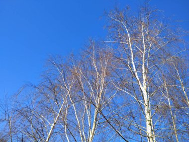 Huş ağacı, açık mavi bir gökyüzünün arka planında yapraksız taç takar. Ağaçlar ve bitkiler olan doğal formlar. Gökyüzünün arka planında beyaz ağaç dalları.