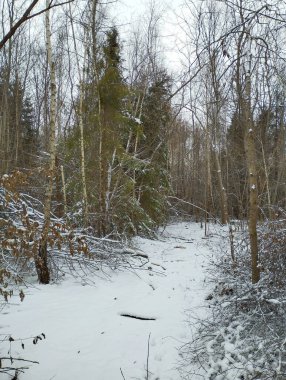 Kış ormanı ve ağaçların arasında karla kaplı bir patika. Ormandaki ağaçlar ve huş ağaçları. Doğal kış manzarası.