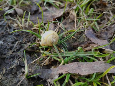 Yeşil çimlerde genç bir salyangoz.