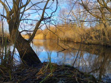 İlkbaharın başlarında kuru sazlıklar ve suyun üzerinde büyüyen kalın bir söğüt ağacı olan aşındırıcı bir gölet. Ön planda bir ağaç.