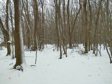 Soğuk kış ormanı karla kaplı. Kış ormanındaki doğal güzel manzara. Kışın doğa bir kar tabakasıyla kaplıdır..