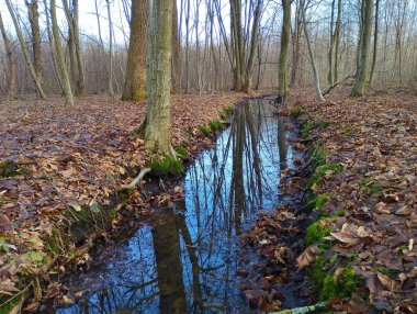 Su yüzeyinde ağaçların yansıması olan ormandaki suyla dolu bir kanal. Karışık bir Avrupa ormanında güzel bir bahar manzarası.