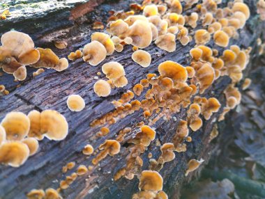 Eski bir ağacın gövdesinin yüzeyi Stereum ailesinin bir tür mantarı olan büyük parazit mantar Stereum hirsutum ile kaplıdır. Eski ahşap mantarlı orman doğası..