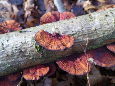Bir grup Daedaleopsis konfragosa mantarı. Sonbahar ormanındaki çürük bir ağaç dalında parlak kırmızı oval şekilli ahşap mantarlar. Ağaçta yetişen zehirli mantarlar. Mantarlı orman arkaplanı.