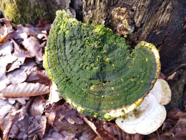 Yüzeyinde yeşil küfle kaplı eski ağaç mantarı. Çürümüş kütükler ve ağaçlarda yetişen eski orman mantarları.