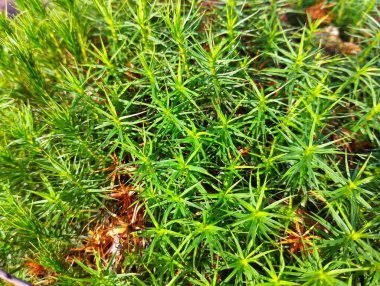 Baharda yeşil orman yosunu. Yeşil parlak yosunlu doğal arkaplan.