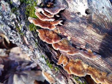 A small group of brown parasitic tree fungi grow on an old oak trunk. clipart