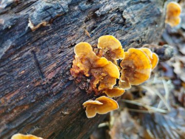 Eski bir ağaç gövdesinin üzerinde küçük, güzel bir portakal mantarı grubu. Zehirli olmayan mantarlı doğal ormanlar..