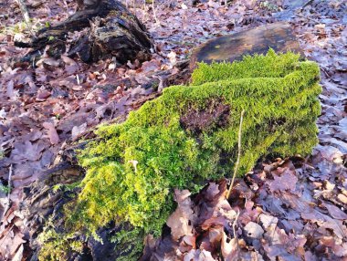 Çürümüş yaprakların arasında, sonbahar ormanının ortasında, yeşil, kalın yosunlarla kaplı eski bir kütük yatıyor..