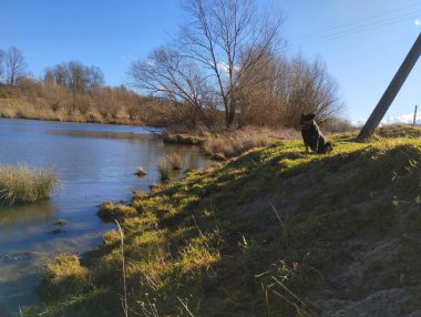 Young black dog sits on the shore of a pond on a slope covered with green grass. Beautiful landscape with a pet near a pond. Beautiful spring landscape. clipart