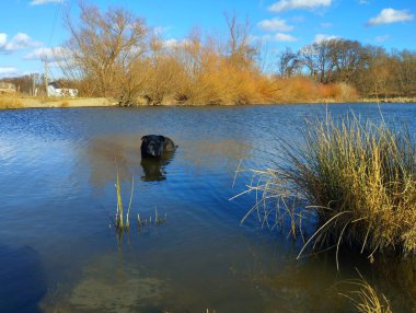 Siyah köpek bir göletin suyunda oturur. Göl kenarında evcil hayvanı olan güzel bir manzara. Bir köpek baharda havuzda yüzer..