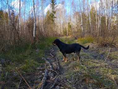 Genç siyah köpek bahar karışık ormanlarında toprak bir yolda. Köpek gezintisi sırasında doğal bahar manzarası.