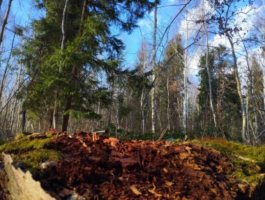 Çürümüş eski bir ağacın üzerindeki tahıl yosunları Avrupa 'nın yeşil bir ormanında ön planda toza dönüşüyor..