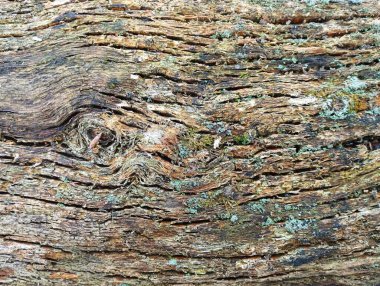 Eski ahşap arka plan. Küçük yeşil yosun parçacıkları olan eski bir meşe ağacının gövdesinin yüzeyi..