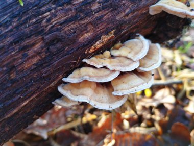 Yaşlı bir ağacın dalında bir grup mantar. İlkbaharda ormanda zehirli mantar içeren doğal bir geçmişi var..
