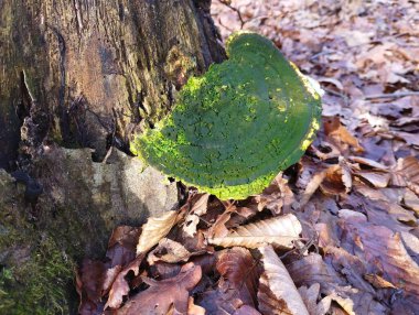 Yeşil küfle kaplı büyük eski bir ağaç mantarı. Kahverengi yaprakların arka planında eski bir meşe kütüğündeki mantar..