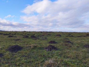 Baharda yeşil çimlerin üzerinde bir sürü karınca yuvası olan otlak güzel bir günde hafif bulutlu bir gökyüzünün altında.
