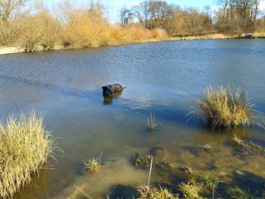 Siyah bir köpek, sudaki sazlıklar ve kıyılardaki çalılarla küçük bir göletin suyunda yüzüyor. Siyah bir köpeğin yüzdüğü güzel bir göl manzarası..