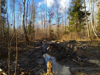 İlkbaharda huş ağacından geçen çamurlu ormandaki toprak yol. Yol boyunca huş ağacında genç ağaçlar.