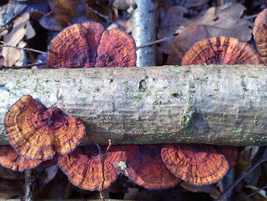 Kuru bir dalda yetişen kırmızı parazit mantarların arka planı. Zehirli mantarlarla dolu doğal bir arka plan..