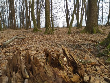 Ormanda ilkbahar manzarası. Ön planda meşe ormanında çürümüş bir meşe kütüğü. Birçok uzun ağaç ve toprak düşen yapraklarla kaplı..