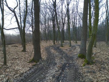 Ormanda ağaçlar arasında zikzak çizen pitoresk toprak bir yol. Bahar ormanı manzarası.