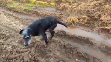Yaralı arka pençeli kara köpek bataklık tarla yolunda ormana doğru koşuyor. Evcil hayvan teması.