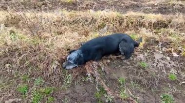 Siyah yaşlı gri köpek tarlada kuru çimenlerde yatıyor. Evcil hayvan teması.