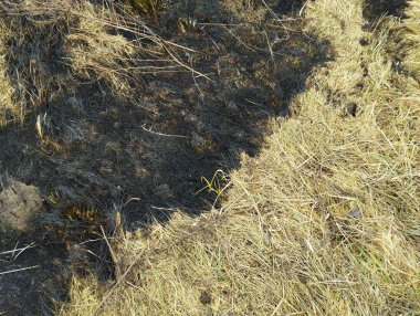 Çim yangınlarında rol yapma teması. Yeşil çimenler ve ateş izleri. Ekoloji ve yanan otlar.