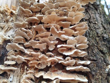 Bahar ormanındaki yaşlı bir ağacın gövdesinde birçok zehirli mantar var. Beyaz zehirli mantarlı doğal bir arka plan..