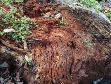 Orman geçmişi. Yaşlı bir ağacın yapısı. Ağacın yüzeyi yeşil orman yosunlarıyla kaplıdır. Eski bir meşe ağacının kahverengi gövdesi..