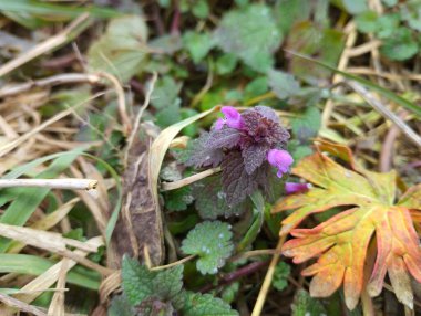 İlk bahar çiçekleri. İlkbaharda çimlerin arasında mor çiçekli küçük tatlı ısırgan otu..