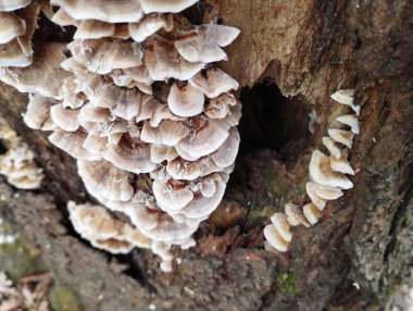 Çürük bir ağaç gövdesindeki mantar manzarası. Mantarlarla kaplı eski orman ağacı.