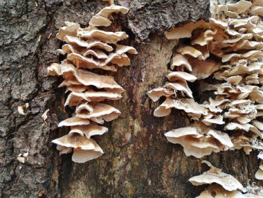 Ağaç gövdesinin yüzeyindeki mantarlar. Zehirli mantarlar. Çürük ahşap üzerindeki bir grup ağaç mantarının geçmişi. Doğal altyapı ve dokular.