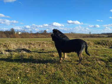 İki siyah köpek yeşil çimlerin üzerinde mavi gökyüzü arka planına karşı. Yeşil alandaki evcil hayvanlar.