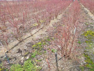 Yabanmersini tarlası. yabanmersini çalıları kozalaklı talaş serpiştirilmiş. Damla sulamalı yaban mersini sıraları. Meyve yetiştiriyorum. sonbaharda çiftlikte.