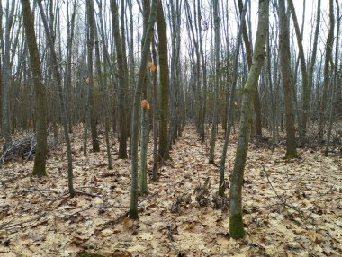 Ormandaki manzara çok güzel. Yere dökülen yapraklarla dolu bir sonbahar ormanı. İlkbahar yürüyüşü sırasında ormandaki doğal manzara.