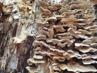 Doğal orman geçmişi ve meşe ağacında mantarlar. Ağacın yüzeyindeki eski mantarlar. Orman mantarlı doğal bir geçmişi var..