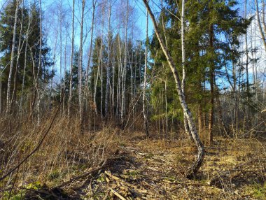 Karışık orman. Öğleden sonra ilkbahar köknar ağacı ormanı. İlkbaharda ormandaki güzel manzara.