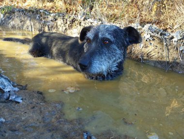 Kirli bir su birikintisinde yaşlı siyah bir köpek. Su birikintisinde yıkanan köpek teması.