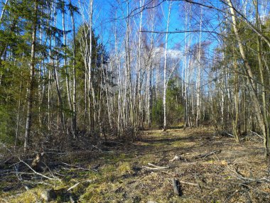 Ormandaki ağaçların kesildiği yer. Yeşil köknar ağaçları arasında ince huş ağaçları. Orman kütüğü kabini.