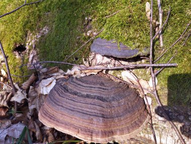 Ormanda yeşil yosunlarla kaplı eski bir ağaç gövdesinin üzerinde güzel kahverengi bir mantar. Zehirli mantarlarla dolu güzel bir orman arka planı.