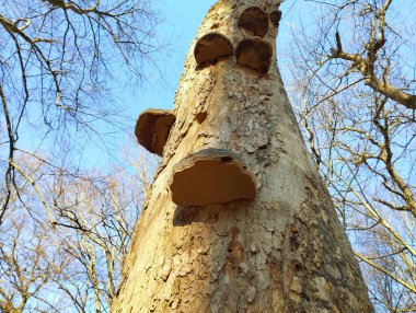 Old dry tree with mushrooms on the trunk against a blue sky in the forest in spring. clipart