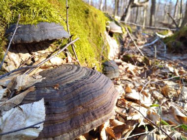 On a long trunk of an oak tree in the forest among green moss grow large parasitic tree mushrooms. clipart