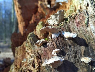 Geçmişi. Baharda çürük ormandaki küçük mantar parazitleri. Eski ağaçtaki eski mantarlı orman arka planı.