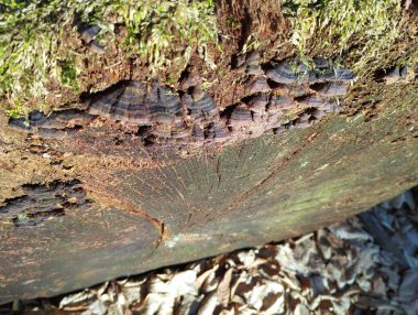 Yosun kaplı bir ormanda yaşlı bir ağaç gövdesinin üzerinde siyah mantar grubu..